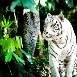 Singapore Zoo, Singapore Photo #2 by DaFranzos from pixabay