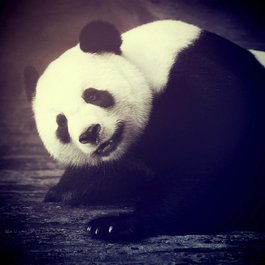 Chengdu Zoo, Chengdu Photo #9 by 41330 from pixabay