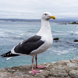 Carmel Beach, Monterey Photo #4 by judithscharnowski from pixabay
