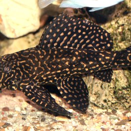 Lake Malawi, Malawi Photo #7 by blueshadowsamylive379 from pixabay