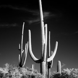 Tucson, Arizona Photo #6 by Falkenpost from pixabay