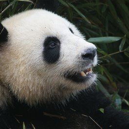 Sichuan, China Photo #2 by einszweifrei from pixabay