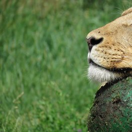Calgary Zoo, Calgary Photo #2 by AvinaCeleste from pixabay