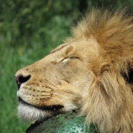 Calgary itinerary, Calgary Zoo