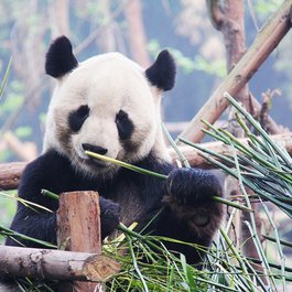 Chengdu Zoo, Chengdu Photo #1 by sharonang from pixabay