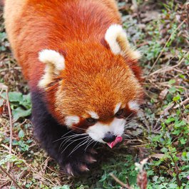 Chengdu Zoo, Chengdu Photo #7 by sharonang from pixabay
