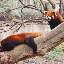 Chengdu Zoo, Chengdu Photo #5 by sharonang from pixabay