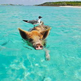 Bahamas, Bahamas Photo #2 by larsen9236 from pixabay