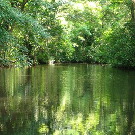 Tortuguero, Costa Rica Photo #1 by rsasse63 from pixabay