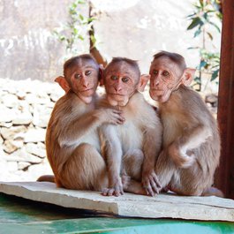 Little Rock itinerary, Little Rock Zoo
