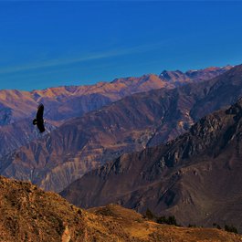 Colca Canyon, Peru Photo #6 by eduardoalarcon from pixabay