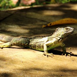 Tortuguero, Costa Rica Photo #5 by Naturefreak from pixabay