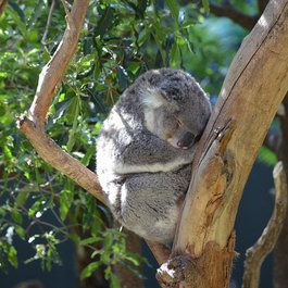 Taronga Zoo Sydney, Sydney Photo #1 by lonewolf6738 from pixabay