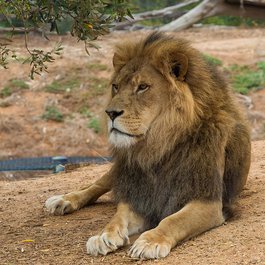 Melbourne Zoo, Melbourne Photo #1 by NicholasDeloitteMedia from pixabay