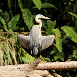 Tortuguero, Costa Rica Photo #9 by Naturefreak from pixabay