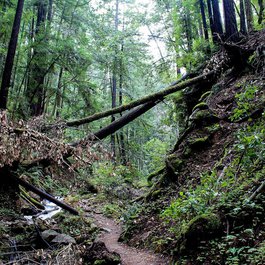 Giant Forest, Sequoia National Park Photo #1 by egorshitikov from pixabay
