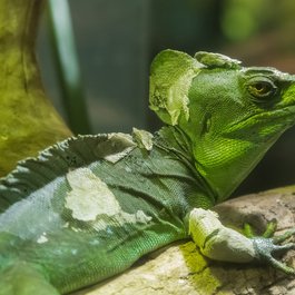 Melbourne Zoo, Melbourne Photo #4 by NicholasDeloitteMedia from pixabay