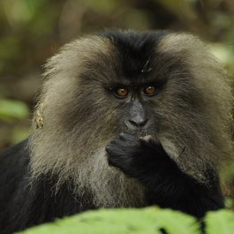 Kerala itinerary, Western Ghats