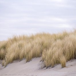 The Hague, Netherlands Photo #4 by RobVanDerMeijden from pixabay