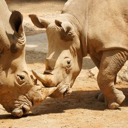 Singapore Zoo, Singapore Photo #7 by tee2tee from pixabay