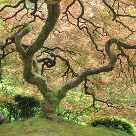 Portland Japanese Garden, Portland Photo #4 by javallma from pixabay