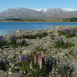 Lake Tekapo, South Island Photo #6 by falco from pixabay