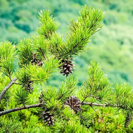 Blue Ridge, North Carolina Photo #2 by PublicDomainPictures from pixabay