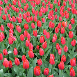 Keukenhof, Utrecht Photo #8 by ifinnsson from pixabay