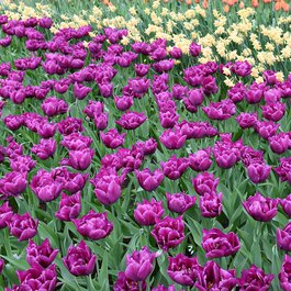 Keukenhof, Utrecht Photo #5 by ifinnsson from pixabay