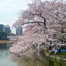 Imperial Palace, Tokyo Photo #3 by t_s_l from pixabay