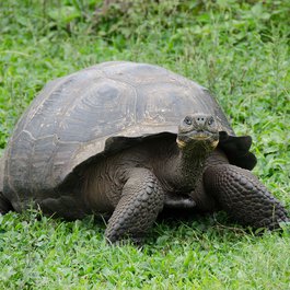 Galápagos Islands, Galapagos Islands Photo #2 by pen_ash from pixabay