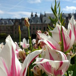Binnenhof, The Hague Photo #2 by Wereldbestormers from pixabay