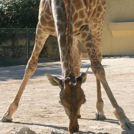 Lisbon Zoo, Lisbon Photo #2 by cotrim from pixabay
