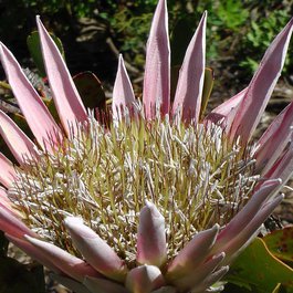 Kirstenbosch National Botanical Garden, Cape Town Photo #3 by franzl60 from pixabay