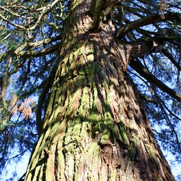 Giant Forest, Sequoia National Park Photo #6 by inkflo from pixabay