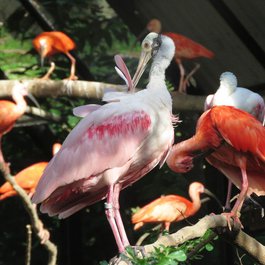Jurong Bird Park, Singapore Photo #4 by Arulonline from pixabay