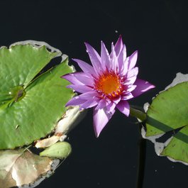Denver Botanic Gardens, Denver Photo #9 by kdbloom from pixabay
