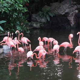 Jurong Bird Park, Singapore Photo #2 by Arulonline from pixabay