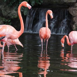 Jurong Bird Park, Singapore Photo #5 by Arulonline from pixabay
