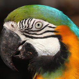 Portugal itinerary, Lisbon Zoo
