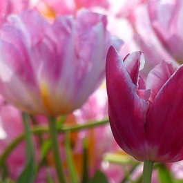 Keukenhof, Utrecht Photo #7 by jovanel from pixabay