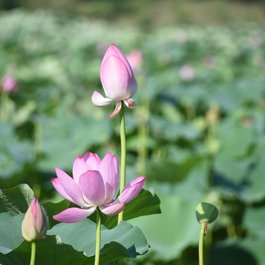 Summer Palace, Beijing Photo #9 by alicepaipai from pixabay