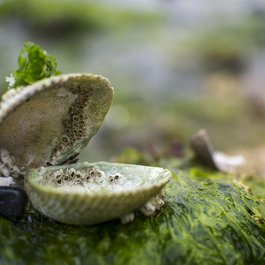 Vancouver Aquarium, Vancouver Photo #1 by Wild0ne from pixabay