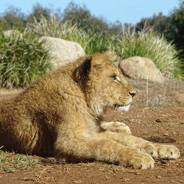 Melbourne Zoo, Melbourne Photo #8 by Tony-Media from pixabay