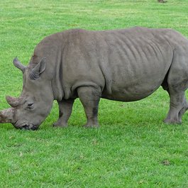 Melbourne Zoo, Melbourne Photo #5 by Tony-Media from pixabay