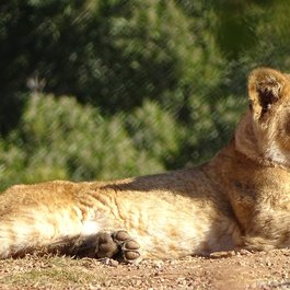 Melbourne Zoo, Melbourne Photo #7 by Tony-Media from pixabay