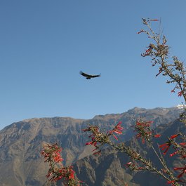 Colca Canyon, Peru Photo #4 by TheusiNo from pixabay