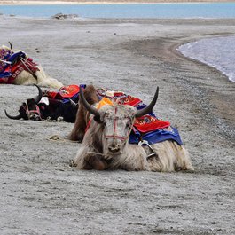 Pangong Tso, India Photo #3 by suketdedhia from pixabay