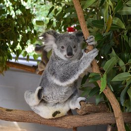 Lone Pine Koala Sanctuary, Brisbane Photo #3 by AndyLeungHK from pixabay