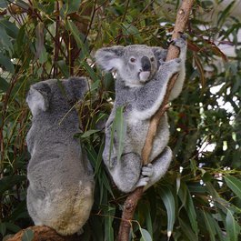 Brisbane itinerary, Lone Pine Koala Sanctuary